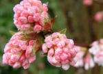 Tight pink buds on winter flowering Viburnum